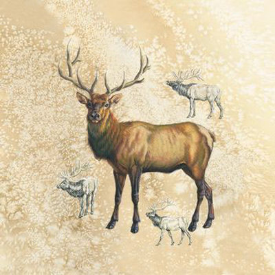 Elk Study by Judy Gibson Pricing Limited Edition Print image