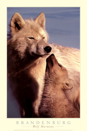 Wolf Harmony by Jim Brandenburg Pricing Limited Edition Print image
