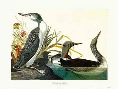 Red Throated Diver by John James Audubon Pricing Limited Edition Print image