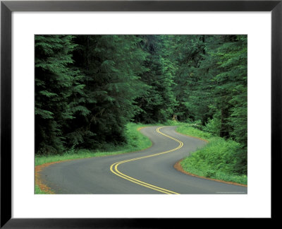 Forest Road In Olympic National Park, Washington, Usa by Adam Jones Pricing Limited Edition Print image