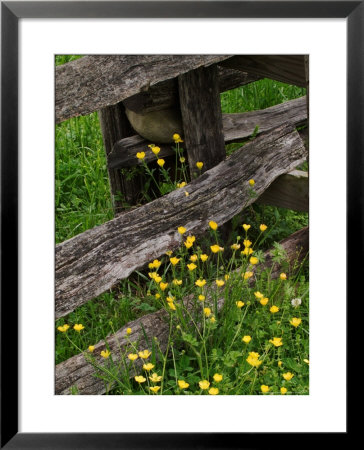 Rail Fence And Buttercups, Pioneer Homestead, Great Smoky Mountains National Park, N. Carolina, Usa by Adam Jones Pricing Limited Edition Print image