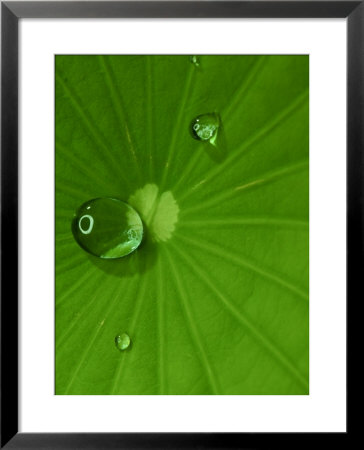 The Water Repellant Surface Of A Lotus Leaf by Robert Clark Pricing Limited Edition Print image