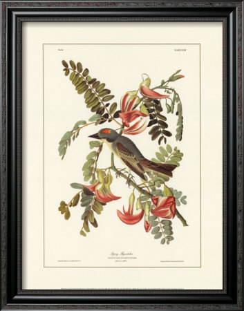 Pipiry Flycatcher by John James Audubon Pricing Limited Edition Print image