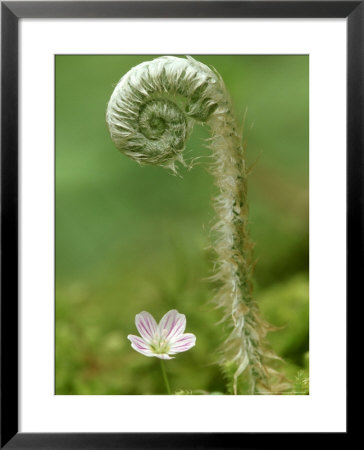 Fern Unfolding Over Spring Beauty, Great Smoky Mountains National Park Tn by Adam Jones Pricing Limited Edition Print image