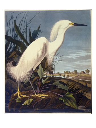 Snowy Heron Or White Egret by John James Audubon Pricing Limited Edition Print image