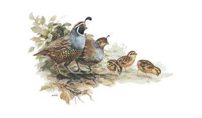 Quail Family by Rick Bennett Pricing Limited Edition Print image