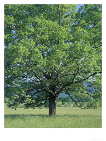 Bur Oak In Cades Cove, Great Smoky Mountains National Park, Tennessee, Usa by Adam Jones Pricing Limited Edition Print image