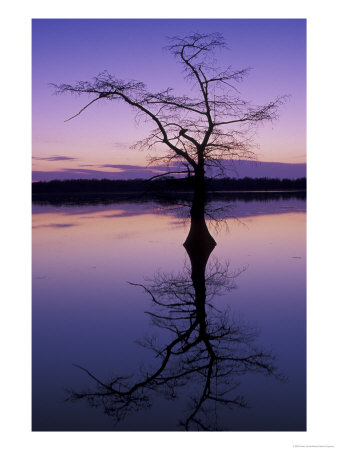 Bladcypress Tree At Sunset, Reelfoot National Wildlife Refuge, Tennessee, Usa by Adam Jones Pricing Limited Edition Print image