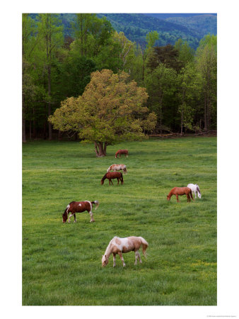 Horses Grazing In Meadow, Cades Cove, Great Smoky Mountains National Park, Tennessee, Usa by Adam Jones Pricing Limited Edition Print image