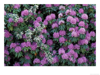 Rosebay Rhododendron, Great Smoky Mountains National Park, Tennessee, Usa by Adam Jones Pricing Limited Edition Print image