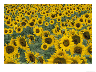 Field Of Sunflowers, Fayette County, Kentucky, Usa by Adam Jones Pricing Limited Edition Print image
