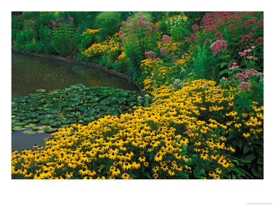 Black-Eyed Susans, Rudbeckia Hirta, And Joe Pye Weed, Holden Arboretum, Cleveland, Ohio, Usa by Adam Jones Pricing Limited Edition Print image