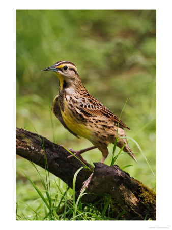 Eastern Meadowlark by Adam Jones Pricing Limited Edition Print image