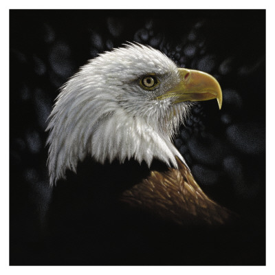 Bald Eagle Portrait by Collin Bogle Pricing Limited Edition Print image
