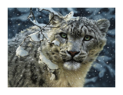 Snow Leopard by Collin Bogle Pricing Limited Edition Print image