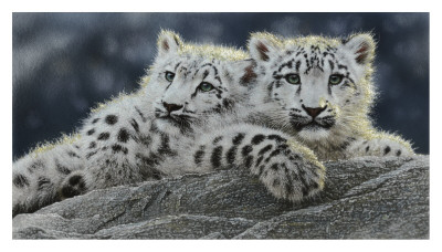 Snow Leopard Cubs by Collin Bogle Pricing Limited Edition Print image