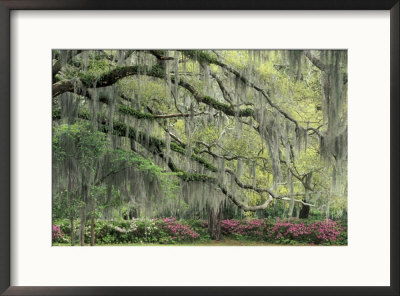 Live Oak Tree Draped With Spanish Moss, Savannah, Georgia, Usa by Adam Jones Pricing Limited Edition Print image