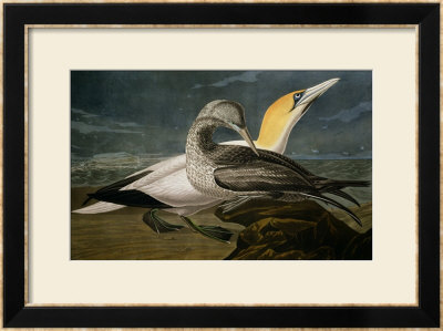 Gannets From Birds Of America by John James Audubon Pricing Limited Edition Print image