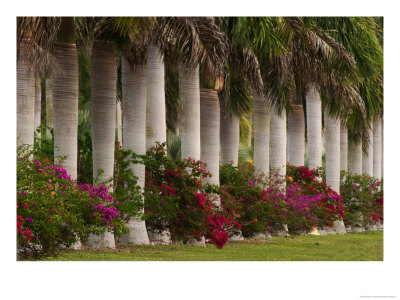 Row Of Stately Cuban Royal Palms, Bougainvilleas Flowers, Miami, Florida, Usa by Adam Jones Pricing Limited Edition Print image