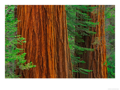 Giant Sequoia Trunks In Forest, Yosemite National Park, California, Usa by Adam Jones Pricing Limited Edition Print image