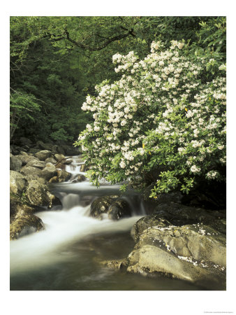 Mountain Laurel On Little Pigeon River, Cades Cove, Great Smoky Mountains National Park, Tennessee by Adam Jones Pricing Limited Edition Print image