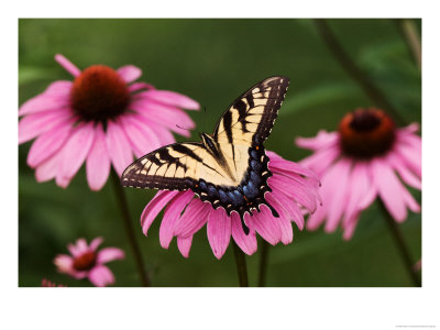 Tiger Swallowtail Butterfly On Purple Coneflower, Kentucky, Usa by Adam Jones Pricing Limited Edition Print image