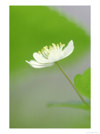 Rue Anemone, Anemonella Thalictroides Flower, Great Smoky Mtn National Park, Tn by Adam Jones Pricing Limited Edition Print image