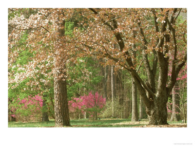 Spring In The Forest, Clermong, Ky by Adam Jones Pricing Limited Edition Print image