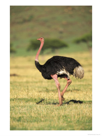 Masai Ostrich, Masai Mara Game Reserve, Kenya by Adam Jones Pricing Limited Edition Print image