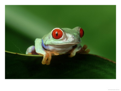 Red-Eyed Tree Frog by Adam Jones Pricing Limited Edition Print image