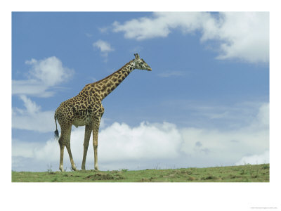 Kenyan Giraffe, Masai Mara Gr, Kenya by Adam Jones Pricing Limited Edition Print image