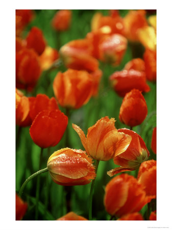 Raindrops On Tulips, Desconso Gardens, Los Angeles, California by Adam Jones Pricing Limited Edition Print image