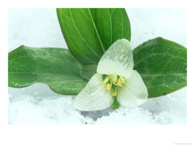 Snow Trillium In Snow by Adam Jones Pricing Limited Edition Print image