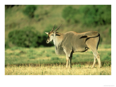 Giant Eland, Taurotragus Derbianus Masai Mara Game Reserve, Kenya by Adam Jones Pricing Limited Edition Print image