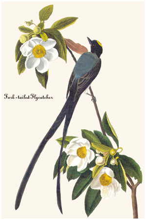 Fork-Tailed Flycatcher by John James Audubon Pricing Limited Edition Print image