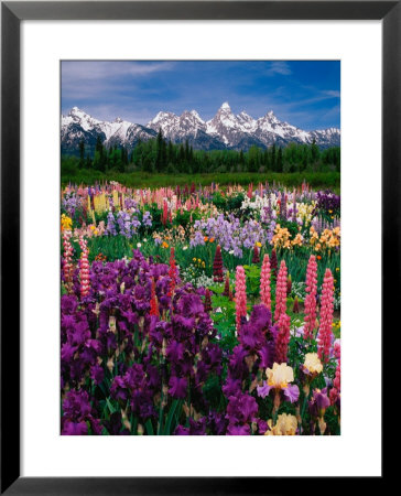 Iris And Lupin Garden, Teton Range by Adam Jones Pricing Limited Edition Print image