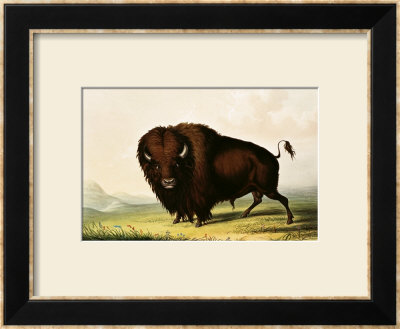 A Bison, Circa 1832 by George Catlin Pricing Limited Edition Print image