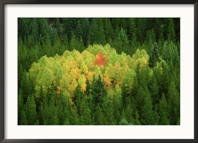 Aspen Trees, Pattern In Autumn, Colorado by Adam Jones Pricing Limited Edition Print image