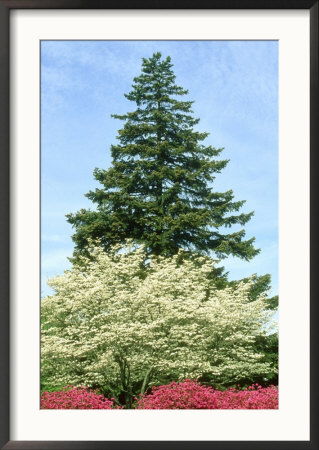 Azalea, Dogwood And Norway Spruce Tree by Adam Jones Pricing Limited Edition Print image