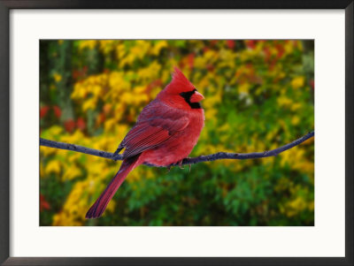 Male Northern Cardinal In Autumn by Adam Jones Pricing Limited Edition Print image