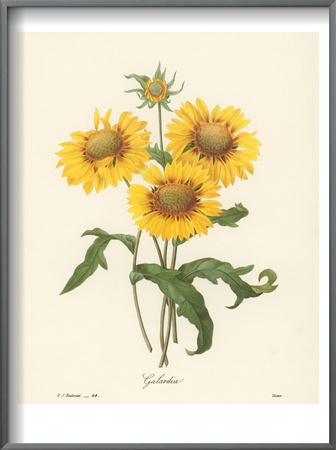 Galardia by John James Audubon Pricing Limited Edition Print image