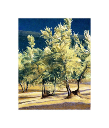 Olive Trees In Italy by Helen Vaughn Pricing Limited Edition Print image