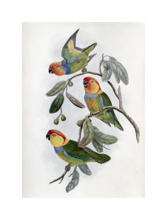 Southern Ring Perroquet by John Gould Pricing Limited Edition Print image