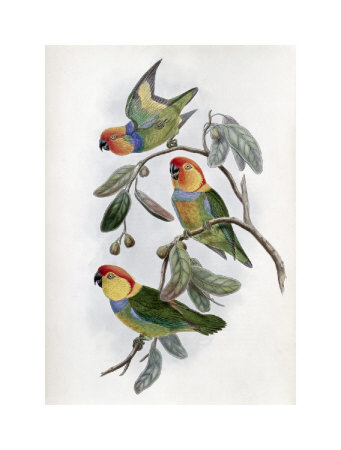 Southern Ring Perroquet by John Gould Pricing Limited Edition Print image