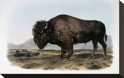 American Bison Or Buffalo by John James Audubon Pricing Limited Edition Print image