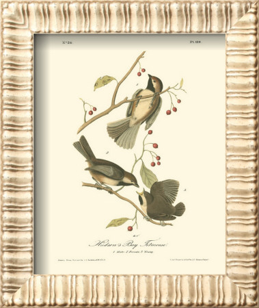 Hudson's Bay Titmouse by John James Audubon Pricing Limited Edition Print image