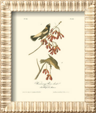Wandering Rice Bird by John James Audubon Pricing Limited Edition Print image