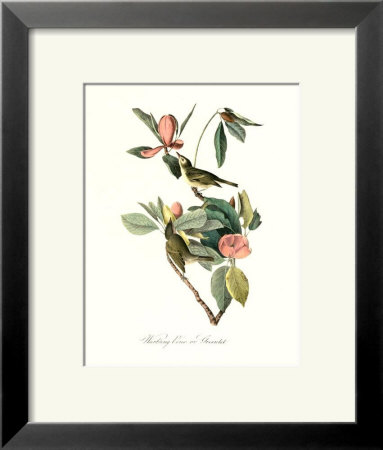 Vireo by John James Audubon Pricing Limited Edition Print image