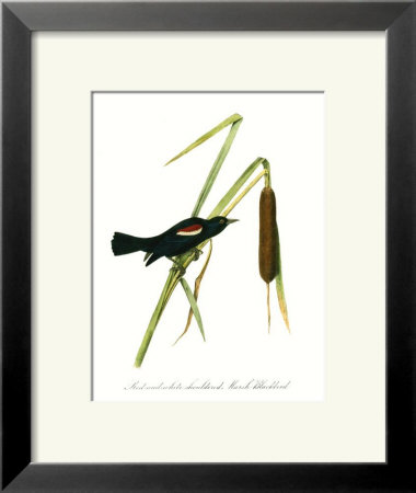 Blackbird by John James Audubon Pricing Limited Edition Print image