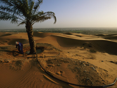 A Lone Palm Tree Is Irrigated In The Desert Of Saudi Arabia by Reza Pricing Limited Edition Print image